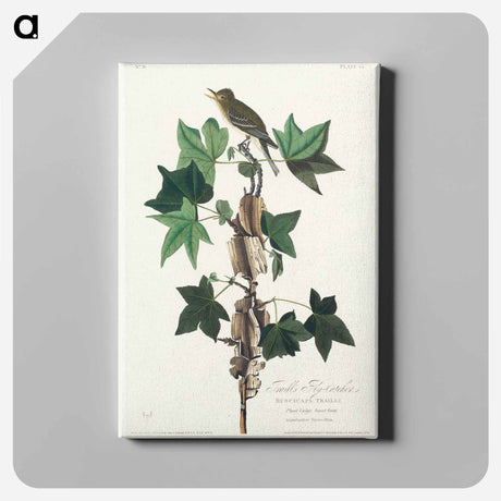 アートパネル-Traill's Flycatcher from Birds of America
 - アメリカの鳥たち Canvas.