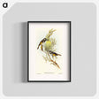 アートポスター-Moustached Honey-eater
 - オーストラリアの鳥 Poster.