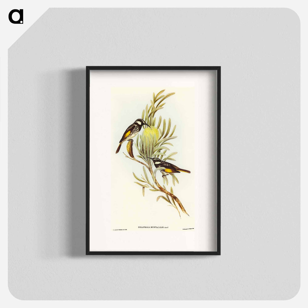 アートポスター-Moustached Honey-eater
 - オーストラリアの鳥 Poster.