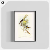 アートポスター-Moustached Honey-eater
 - オーストラリアの鳥 Poster.