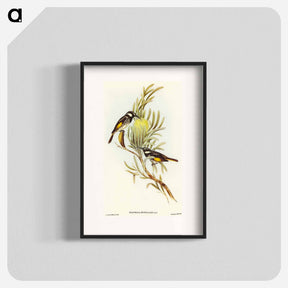 アートポスター-Moustached Honey-eater
 - オーストラリアの鳥 Poster.