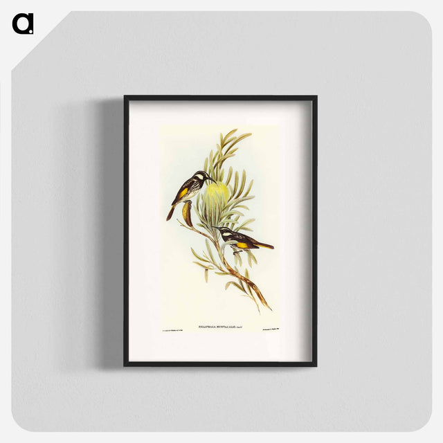 アートポスター-Moustached Honey-eater
 - オーストラリアの鳥 Poster.