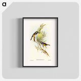 Moustached Honey-eater
 - オーストラリアの鳥 Poster.