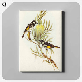アートパネル-Moustached Honey-eater
 - オーストラリアの鳥 Canvas.