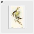 アートポストカード-Moustached Honey-eater
 - オーストラリアの鳥 Postcard.