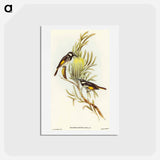 アートポストカード-Moustached Honey-eater
 - オーストラリアの鳥 Postcard.