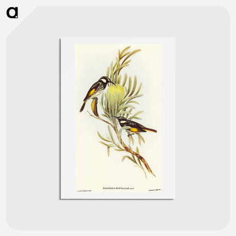 アートポストカード-Moustached Honey-eater
 - オーストラリアの鳥 Postcard.