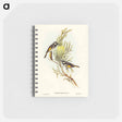 アートメモ帳-Moustached Honey-eater
 - オーストラリアの鳥 Memo.