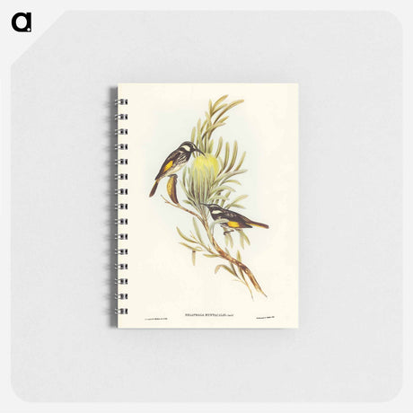 アートメモ帳-Moustached Honey-eater
 - オーストラリアの鳥 Memo.