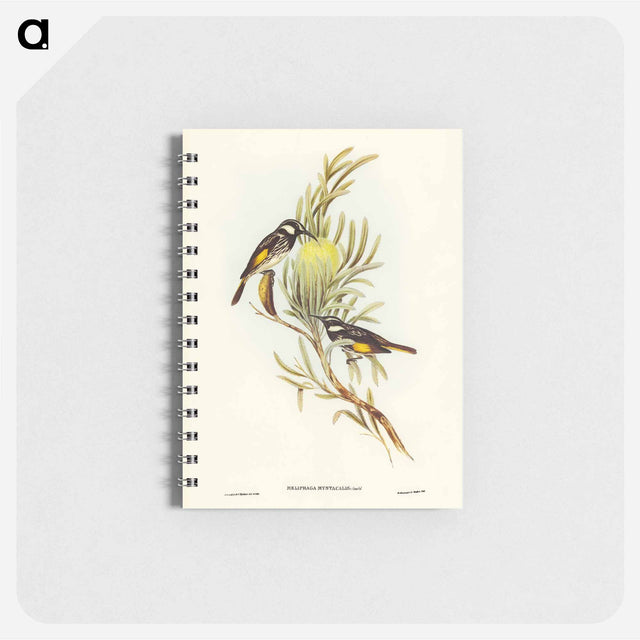 アートメモ帳-Moustached Honey-eater
 - オーストラリアの鳥 Memo.