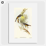 アートポスター-Moustached Honey-eater
 - オーストラリアの鳥 Poster.