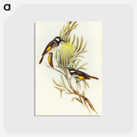 アートポストカード-Moustached Honey-eater
 - オーストラリアの鳥 Postcard.
