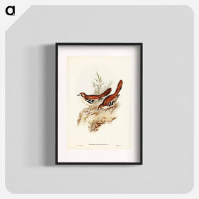 アートポスター-Eastern Scrub-Robin
 - ジョン グールド Poster.