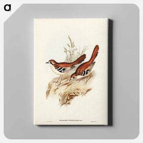 アートパネル-Eastern Scrub-Robin
 - ジョン グールド Canvas.