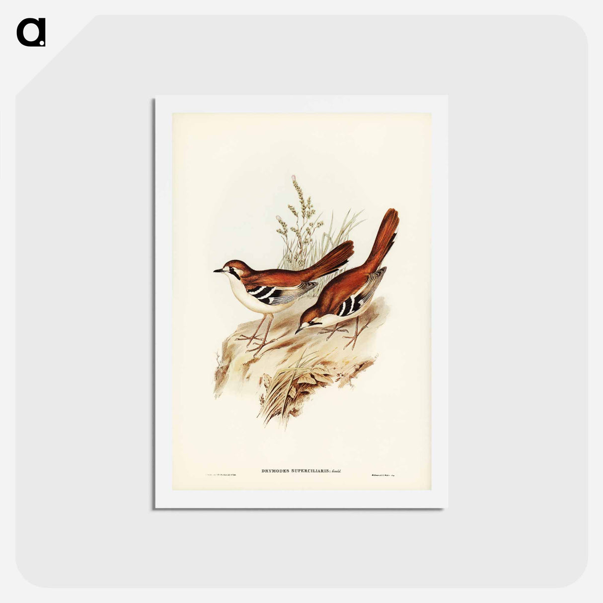 アートポストカード-Eastern Scrub-Robin
 - ジョン グールド Postcard.