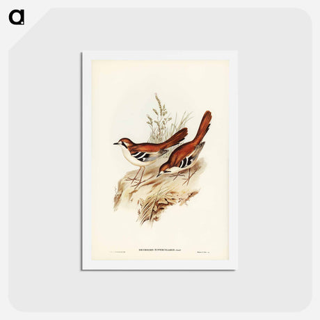 アートポストカード-Eastern Scrub-Robin
 - ジョン グールド Postcard.