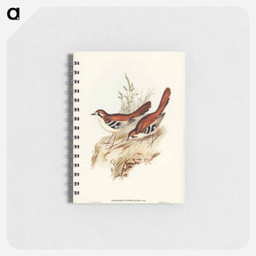 アートメモ帳-Eastern Scrub-Robin
 - ジョン グールド Memo.