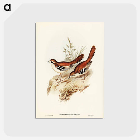アートポストカード-Eastern Scrub-Robin
 - ジョン グールド Postcard.