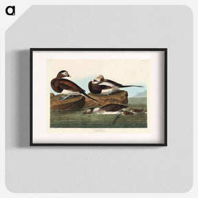 アートポスター-Long-tailed Duck
 - ジョン ジェームス オーデュボン Poster.