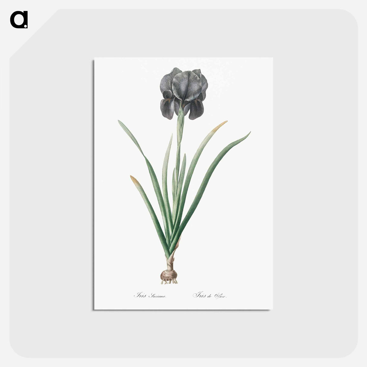 アートポストカード-Mourning iris - ピエール ジョゼフ ルドゥーテ Postcard.