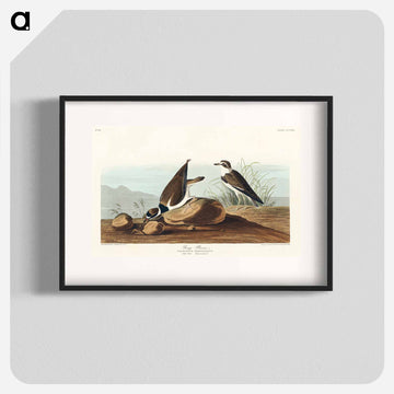 Ring Plover from Birds of America
 - アメリカの鳥たち Poster.