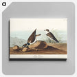 アートパネル-Ring Plover from Birds of America
 - アメリカの鳥たち Canvas.