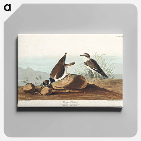 アートパネル-Ring Plover from Birds of America
 - アメリカの鳥たち Canvas.