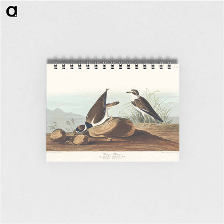 アートメモ帳-Ring Plover from Birds of America
 - アメリカの鳥たち Memo.