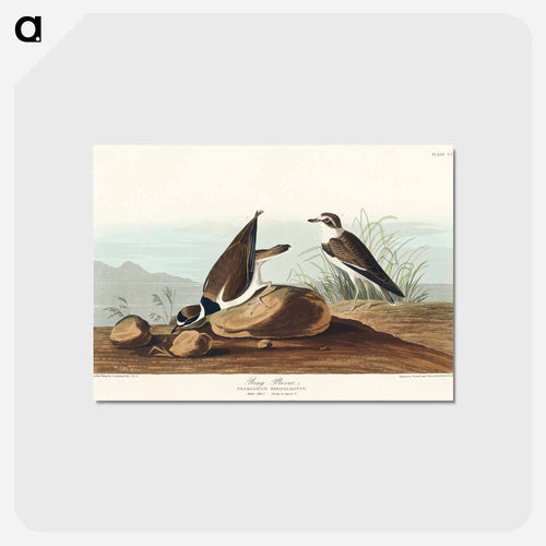 Ring Plover from Birds of America
 - アメリカの鳥たち Postcard.
