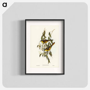 アートポスター-Wattle-cheeked Honey-eater
 - オーストラリアの鳥 Poster.