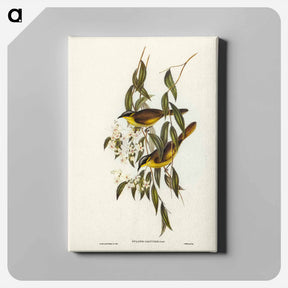 アートパネル-Wattle-cheeked Honey-eater
 - オーストラリアの鳥 Canvas.