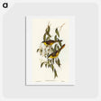 アートポストカード-Wattle-cheeked Honey-eater
 - オーストラリアの鳥 Postcard.