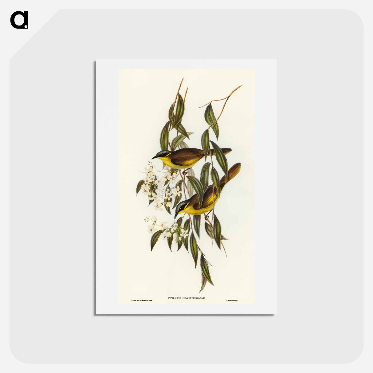 アートポストカード-Wattle-cheeked Honey-eater
 - オーストラリアの鳥 Postcard.