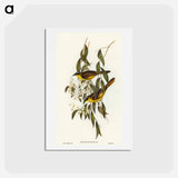 アートポストカード-Wattle-cheeked Honey-eater
 - オーストラリアの鳥 Postcard.