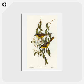 アートポストカード-Wattle-cheeked Honey-eater
 - オーストラリアの鳥 Postcard.