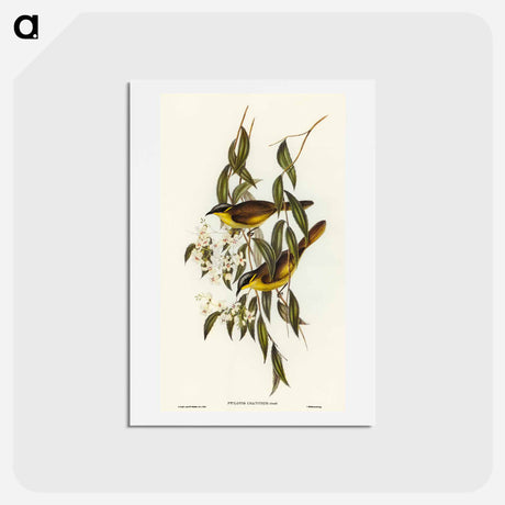 アートポストカード-Wattle-cheeked Honey-eater
 - オーストラリアの鳥 Postcard.
