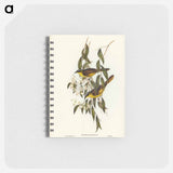 アートメモ帳-Wattle-cheeked Honey-eater
 - オーストラリアの鳥 Memo.