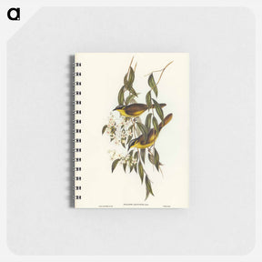 アートメモ帳-Wattle-cheeked Honey-eater
 - オーストラリアの鳥 Memo.