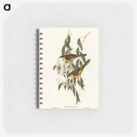 アートメモ帳-Wattle-cheeked Honey-eater
 - オーストラリアの鳥 Memo.