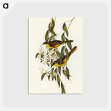 アートポストカード-Wattle-cheeked Honey-eater
 - オーストラリアの鳥 Postcard.