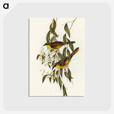 アートポストカード-Wattle-cheeked Honey-eater
 - オーストラリアの鳥 Postcard.