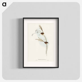 アートポスター-Emu Wren
 - ジョン グールド Poster.