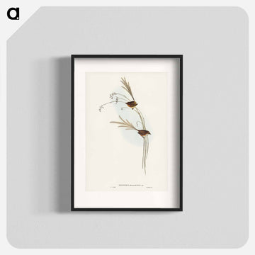 Emu Wren
 - ジョン グールド Poster.
