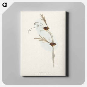 アートパネル-Emu Wren
 - ジョン グールド Canvas.