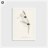 アートポストカード-Emu Wren
 - ジョン グールド Postcard.