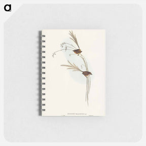 アートメモ帳-Emu Wren
 - ジョン グールド Memo.