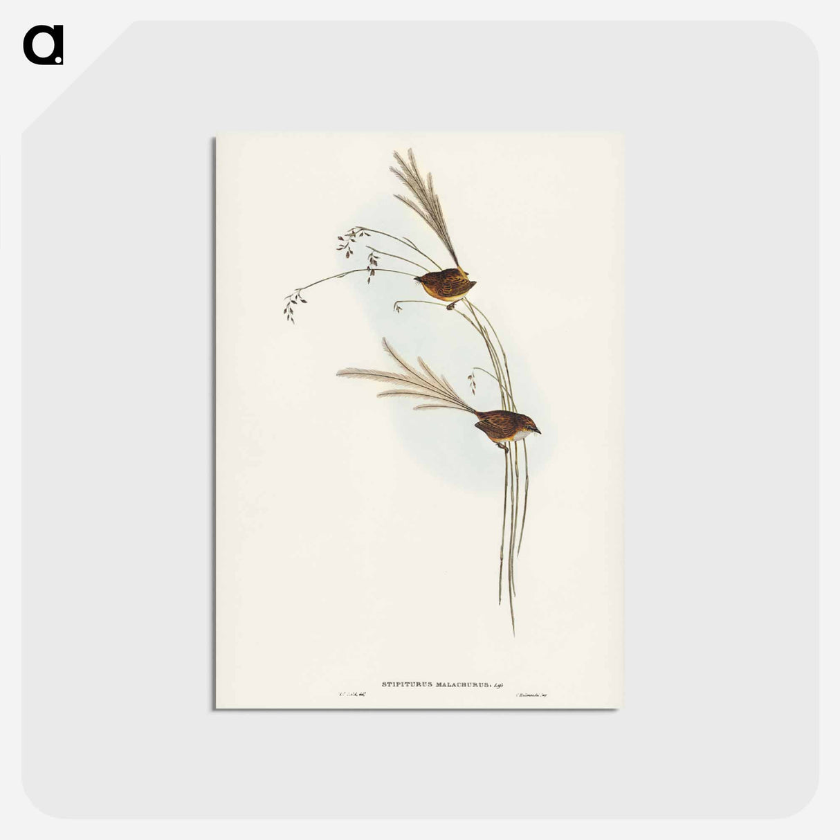 アートポストカード-Emu Wren
 - ジョン グールド Postcard.
