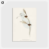 アートポストカード-Emu Wren
 - ジョン グールド Postcard.