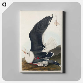 アートパネル-Black Backed Gull
 - ジョン ジェームス オーデュボン Canvas.