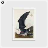 アートポストカード-Black Backed Gull
 - ジョン ジェームス オーデュボン Postcard.
